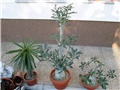 Adenium obesum, arabicum